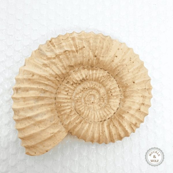 brown white marble effect fossil ammonite